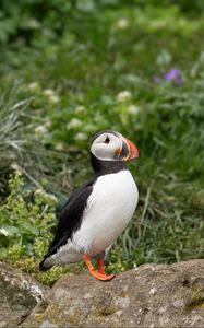 Preview wallpaper puffin, birds, beak, wildlife, stone