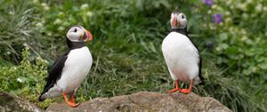 Preview wallpaper puffin, birds, beak, wildlife, stone