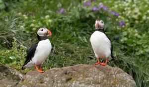 Preview wallpaper puffin, birds, beak, wildlife, stone