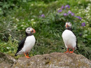 Preview wallpaper puffin, birds, beak, wildlife, stone