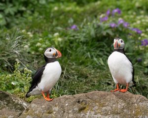 Preview wallpaper puffin, birds, beak, wildlife, stone