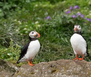 Preview wallpaper puffin, birds, beak, wildlife, stone