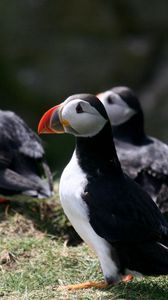 Preview wallpaper puffin, birds, plants, animals
