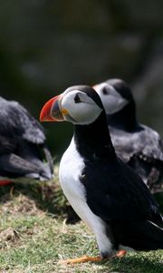 Preview wallpaper puffin, birds, plants, animals