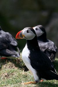 Preview wallpaper puffin, birds, plants, animals