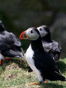 Preview wallpaper puffin, birds, plants, animals