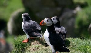 Preview wallpaper puffin, birds, plants, animals