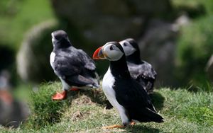 Preview wallpaper puffin, birds, plants, animals