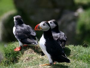 Preview wallpaper puffin, birds, plants, animals