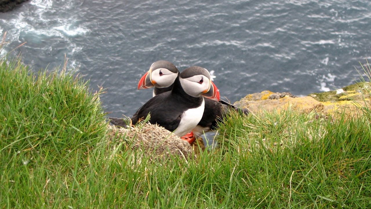 Wallpaper puffin, couple, bird, grass