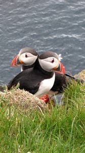 Preview wallpaper puffin, couple, bird, grass