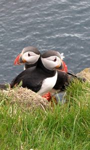 Preview wallpaper puffin, couple, bird, grass