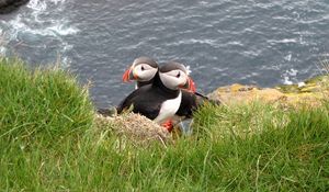 Preview wallpaper puffin, couple, bird, grass