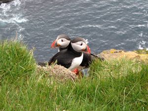 Preview wallpaper puffin, couple, bird, grass