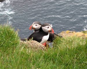 Preview wallpaper puffin, couple, bird, grass