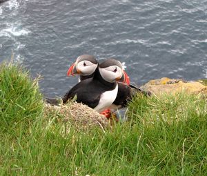 Preview wallpaper puffin, couple, bird, grass