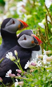Preview wallpaper puffin, couple, flowers, dew, ears, grass, look