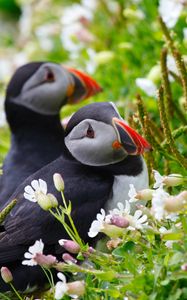 Preview wallpaper puffin, couple, flowers, dew, ears, grass, look