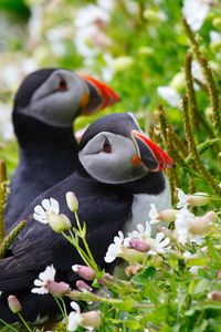 Preview wallpaper puffin, couple, flowers, dew, ears, grass, look