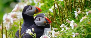 Preview wallpaper puffin, couple, flowers, dew, ears, grass, look