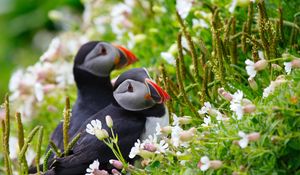 Preview wallpaper puffin, couple, flowers, dew, ears, grass, look