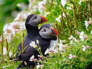 Preview wallpaper puffin, couple, flowers, dew, ears, grass, look