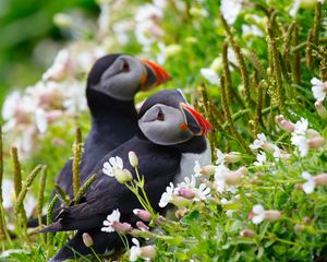 Preview wallpaper puffin, couple, flowers, dew, ears, grass, look