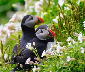 Preview wallpaper puffin, couple, flowers, dew, ears, grass, look