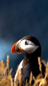 Preview wallpaper puffin, duck, bird, beak, grass