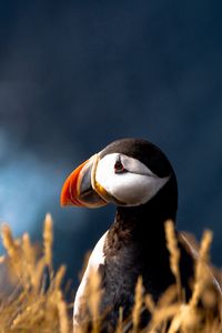 Preview wallpaper puffin, duck, bird, beak, grass