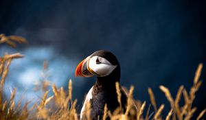 Preview wallpaper puffin, duck, bird, beak, grass