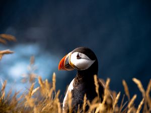 Preview wallpaper puffin, duck, bird, beak, grass