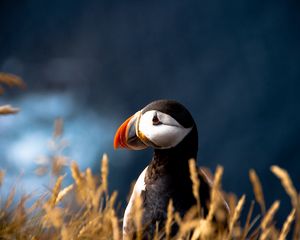 Preview wallpaper puffin, duck, bird, beak, grass