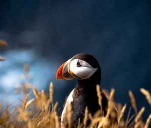 Preview wallpaper puffin, duck, bird, beak, grass