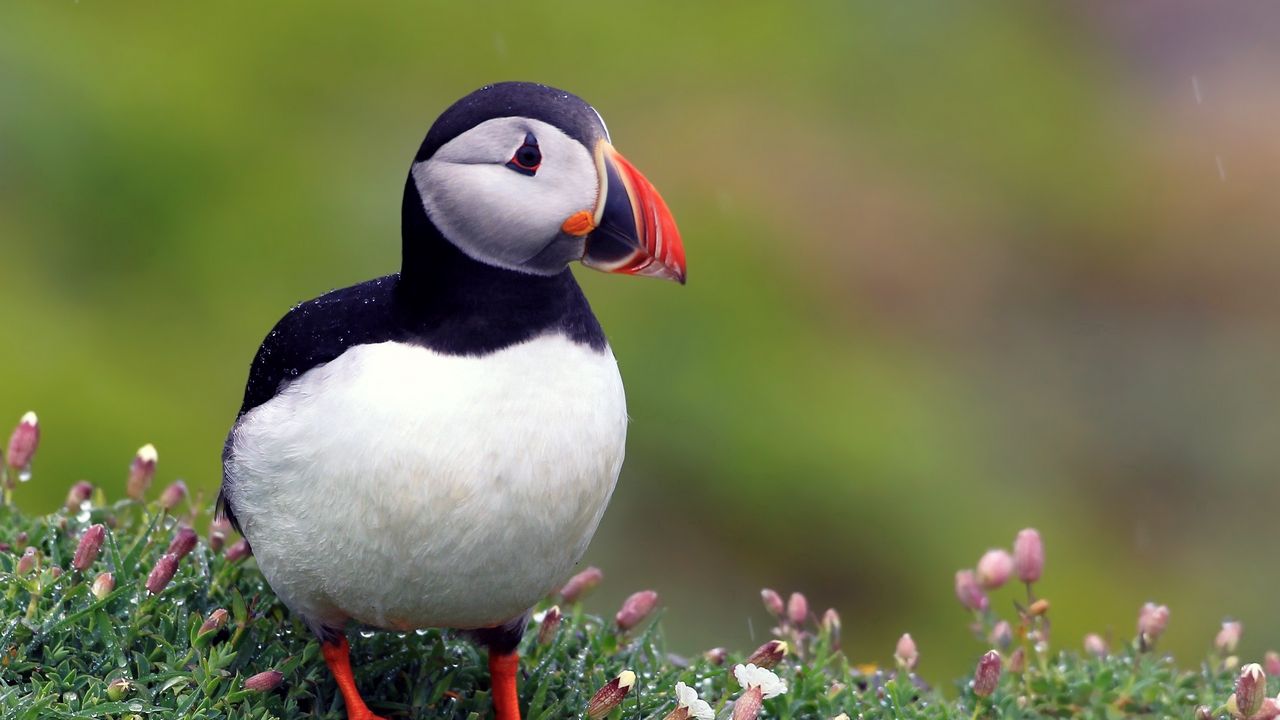 Wallpaper puffins, bird, black, beautiful