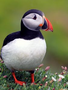 Preview wallpaper puffins, bird, black, beautiful