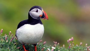 Preview wallpaper puffins, bird, black, beautiful