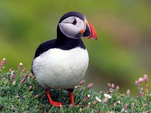 Preview wallpaper puffins, bird, black, beautiful