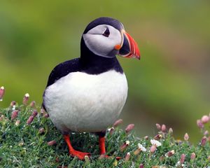 Preview wallpaper puffins, bird, black, beautiful