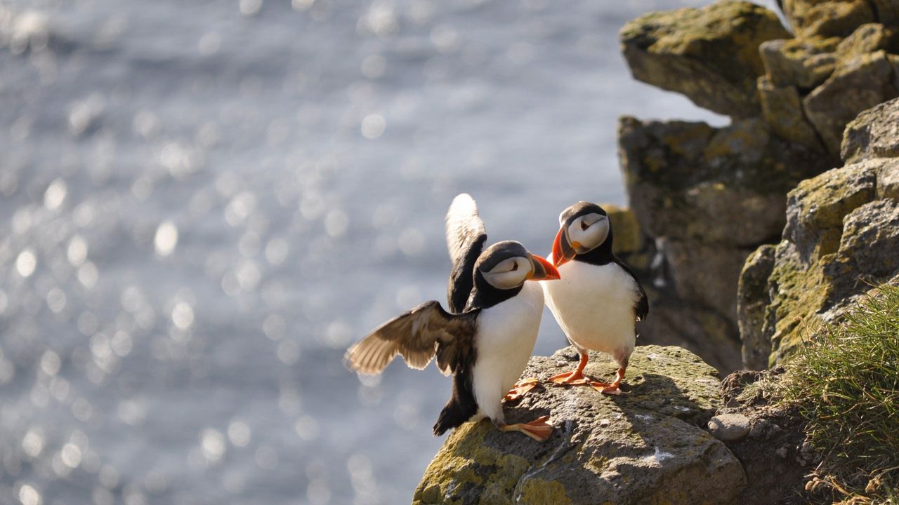 Wallpaper puffins, birds, rocks, water