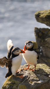 Preview wallpaper puffins, birds, rocks, water