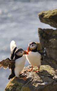 Preview wallpaper puffins, birds, rocks, water