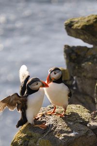 Preview wallpaper puffins, birds, rocks, water