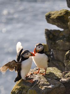 Preview wallpaper puffins, birds, rocks, water