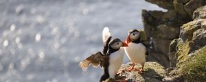 Preview wallpaper puffins, birds, rocks, water