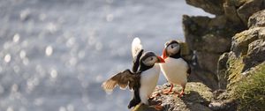 Preview wallpaper puffins, birds, rocks, water