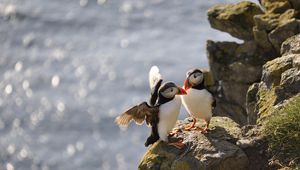 Preview wallpaper puffins, birds, rocks, water