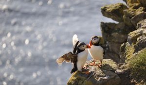 Preview wallpaper puffins, birds, rocks, water