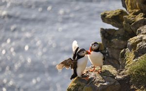 Preview wallpaper puffins, birds, rocks, water