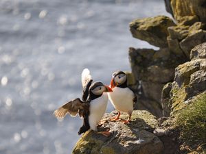 Preview wallpaper puffins, birds, rocks, water